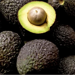 Aguacate Criollo