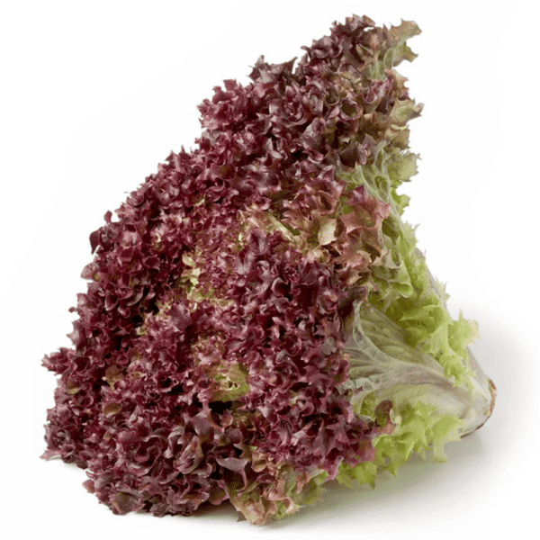 Lechuga Rizada Morada