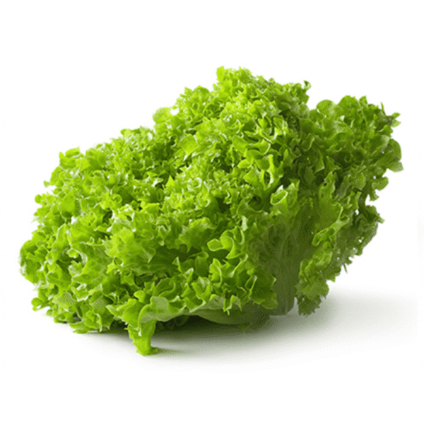Lechuga Rizada Verde