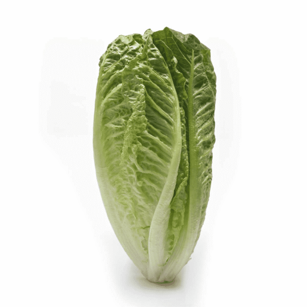 Lechuga Romana