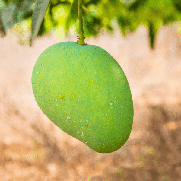 Mango Verde